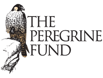 The Peregrine Fund Logo