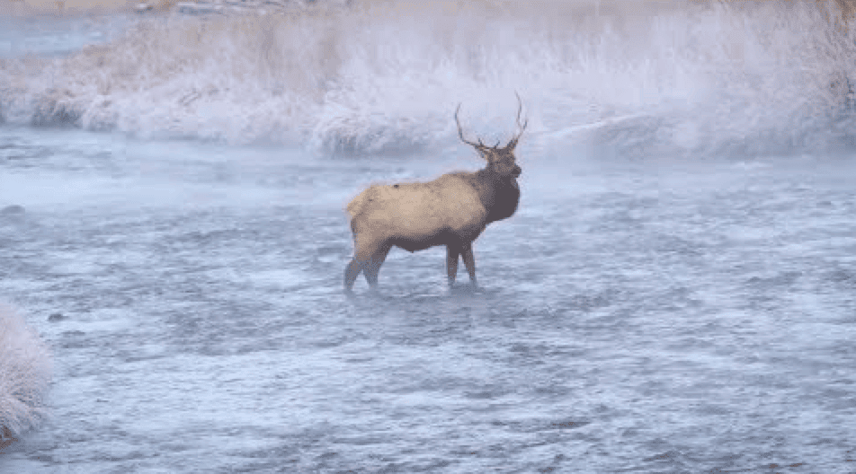 Male elk standing in shallow stream in the winter