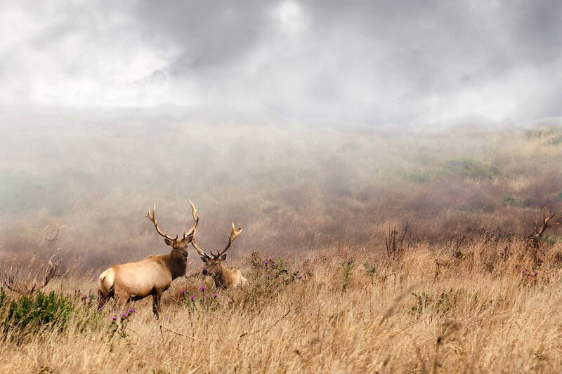 Two male elk in a grassy field with thistle