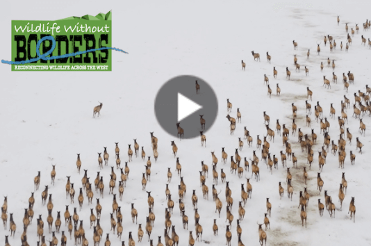 Wildlife Without Borders Thumbnail of elk herb migrating in snow