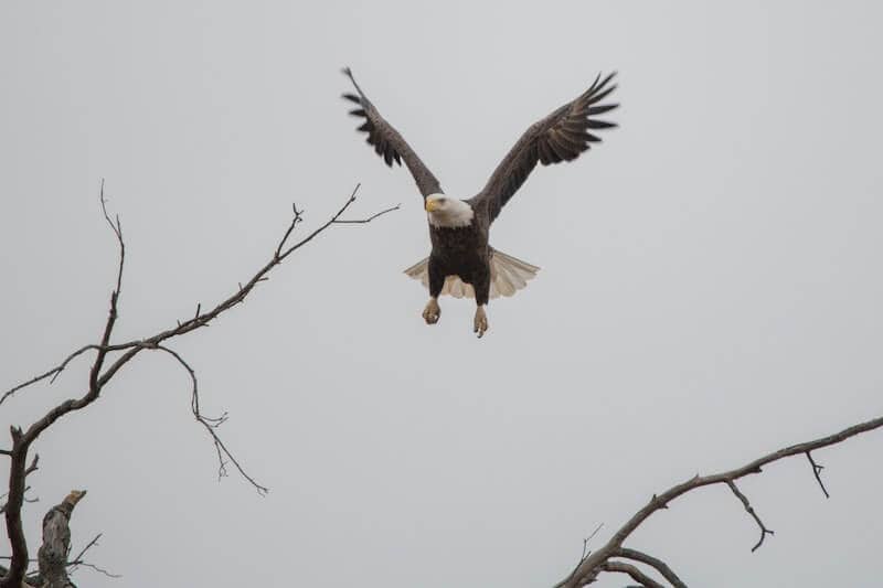 Bald eagle about to land on a branch