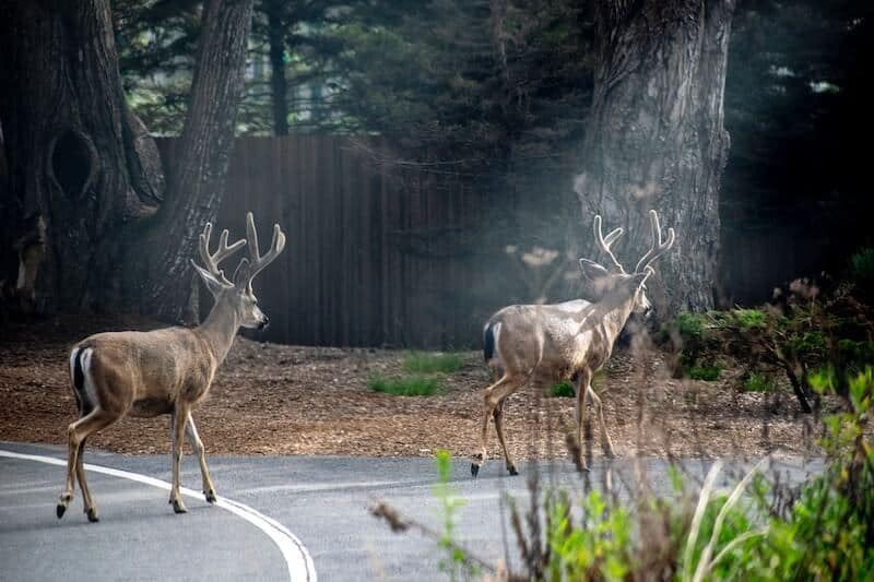 White tail deer walking on a road