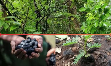 A collage showing forest trees, clusters of green leaves, hands holding round black seeds, and a small plant growing from soil.