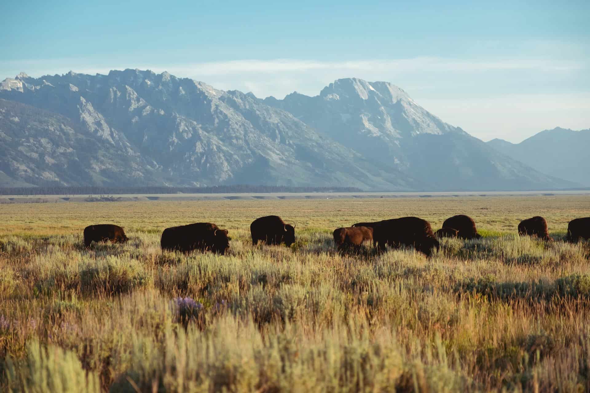 A herd of bison grazes in a grassy field with tall mountains and a blue sky in the background, offering a scene of climate inspiration that reminds us of nature’s resilience and beauty.